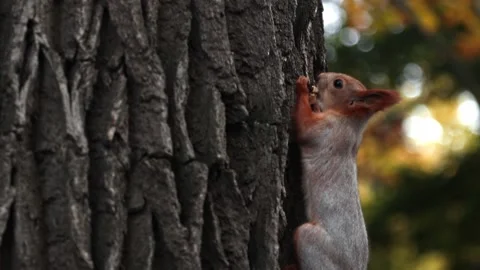 During the autumn molt, a red squirrel sits on a tree and eats something. Stock Footage 162409119