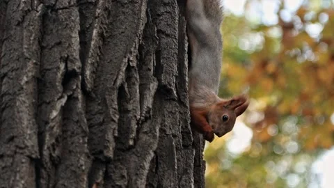During the autumn molt, a red squirrel sits on a tree and eats something. Stock Footage 162484789