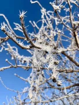 During a chilly winter day, branches adorned with frost create a mesmerizing Stock Photos