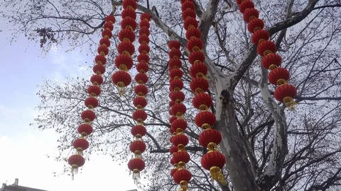 During the Chinese New Year lanterns hanging in a tree Stock Footage 101966751