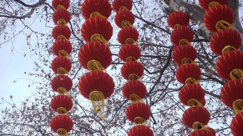 During the Chinese New Year lanterns hanging in a tree Stock Footage 101967194