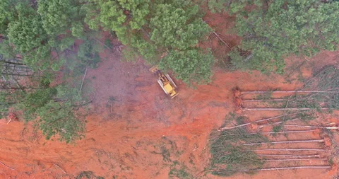 During the deforestation process, a dozer is used to clean up forests and Stock Footage 201228059