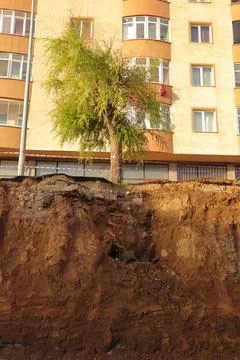 During digging, tree roots that are longer than the trunk of the tree appear. Foto stock