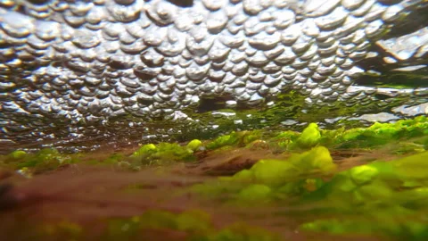 During high tide in shallow water, green sea lettuce and red filamentous algae Stock Footage 330539525