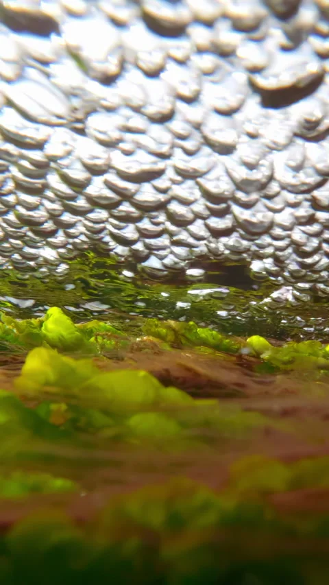 During high tide in shallow water, green sea lettuce and red filamentous algae Stock Footage 336003210