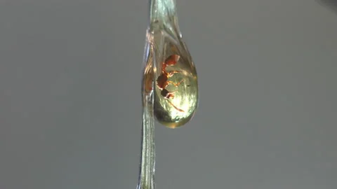 During migration, the queen ant got into pine resin and turned into amber Video stock 142278296