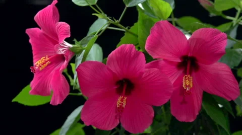 During one time three red hibiscus flowers blooms on a black background. Video stock 55304369