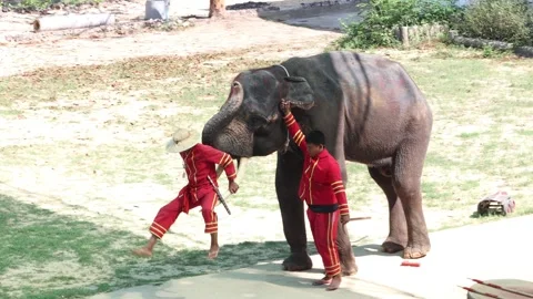 During an outdoor performance, an elephant carries its tamer on its tusks Stock Footage 310558501
