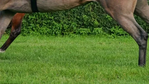 During the race, the horses run along the grass track of the hippodrome. Re.. Stock Footage 229813358