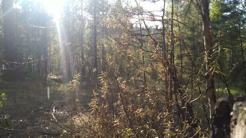 During the rain in the forest Stock Footage 202168996