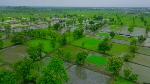 During the rainy season, paddy fields in india Video stock 283264345