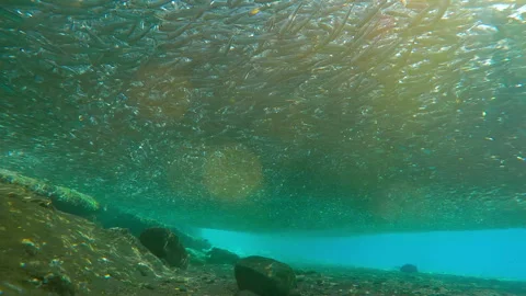 During spawning run period, massive, gray cloud of Silversides Atherina hovering Stock Footage 337451696