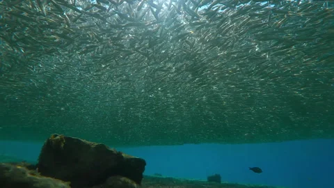 During spawning season, Silversides form solid gray cloud in shallows just below Stock Footage 316827630