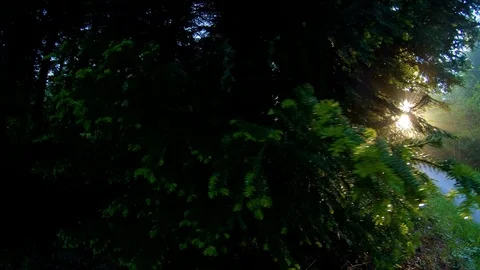 During the spring, cool weather and fresh  Stock Footage 91399517