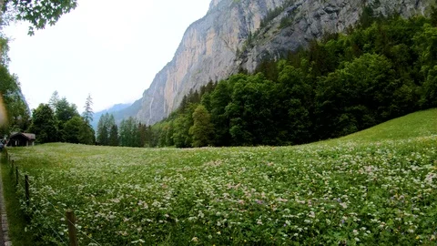 During the spring, cool weather and fresh  Stock-Footage 91458948