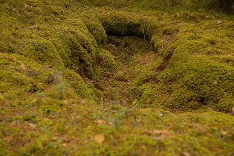 During the war, the digging holes in the pine forest Stock Photos