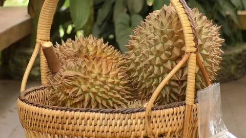 Durio 6 Stock Footage 112510067