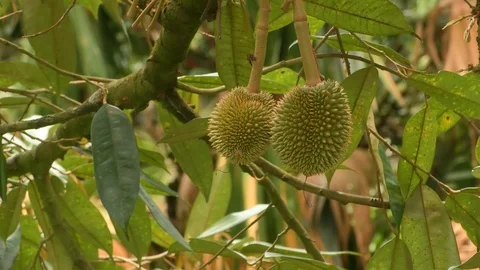 Durio Stock Footage 112432476