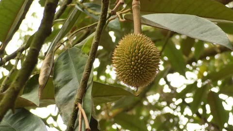 Durio Stock Footage 112433252