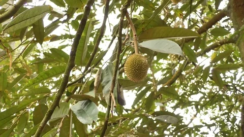 Durio Stock Footage 112433357