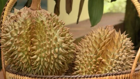 Durio Stock Footage 112509081