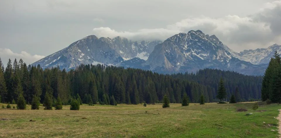 Durmitor mountainrange and pine forest near to Zabljak, in Montenegro Stock Photos