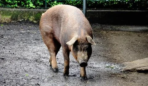 Duroc pig Walking Stock Photos