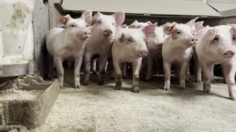 Duroc Piglets inside Climate-Controlled Barn Stock-Footage 335477713