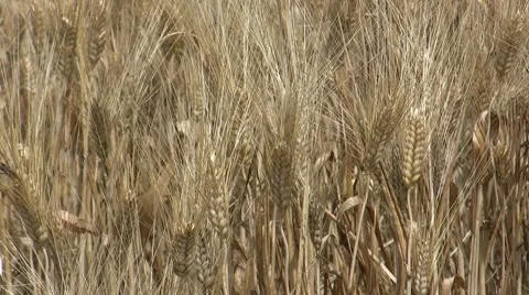 Durum wheat Stock Footage 46661022