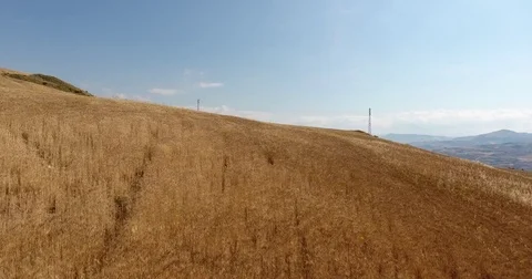 Durum wheat in sicily Stock Footage 76165375