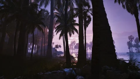 Dusk Among Palms Stock Footage 321466218