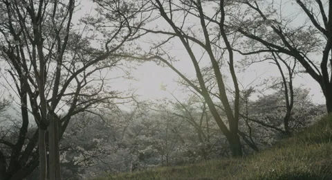 Dusk of cherry garden, 4k  non color graded (4000x2160) 스톡 동영상 49880592