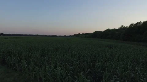 Dusk Cornfield Ascend Stock Footage 66520288