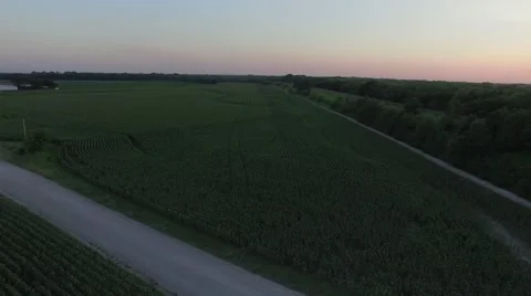 Dusk Cornfield Low Flyover Stock Footage 66521031
