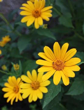 Dusk Daisies Stock Photos