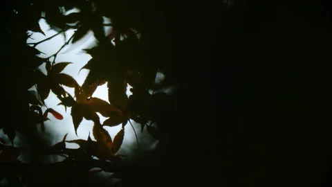 Dusk: Dim light pours through gap in canopy w/ red &amp; orange fall leaves Video stock 118548562