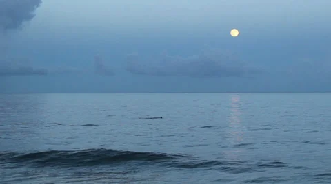 Dusk Dolphins Stock Footage 32716891