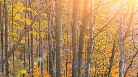 Dusk Fall Autumn Forest Landscape, Bright Trees Dawn Sunset Stock Footage 85610439