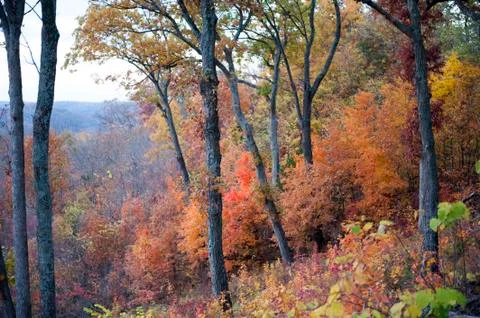 Dusk in the fall Stock Photos