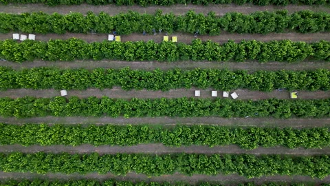 Dusk Flyover of Lemon Orchard Strips with Harvest Boxes and Crews Stock Footage 337565909