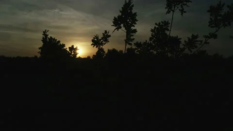 A dusk hour in the oak forest, and sun in the sky. The dark stage of twilight in Video stock 160834877