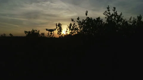 A dusk hour in the oak forest, and sun in the sky. The dark stage of twilight in Video stock 161003683