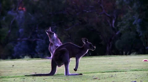 Dusk Kangaroos Stock Footage 12166334