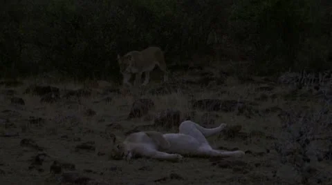 At dusk, lion on back Stock Footage 12649372