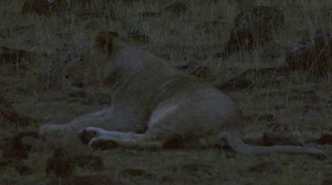 At dusk, lion lying in grass Stock Footage 12649378