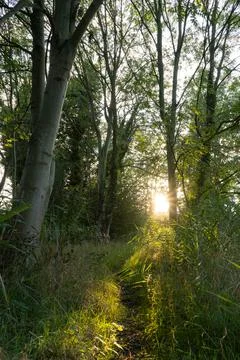 Dusk lit trees and path 库存照片
