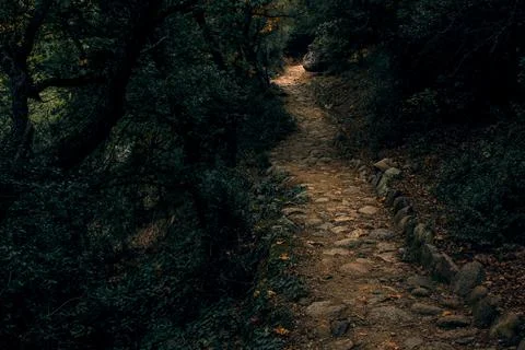 Dusk low light condition twilight forest with cobble stone foot path trail wa Stock Photos