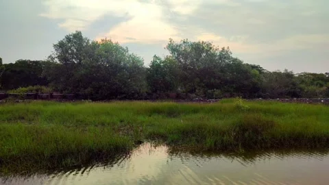 Dusk on Mangrove Trees Stock Footage 230699692