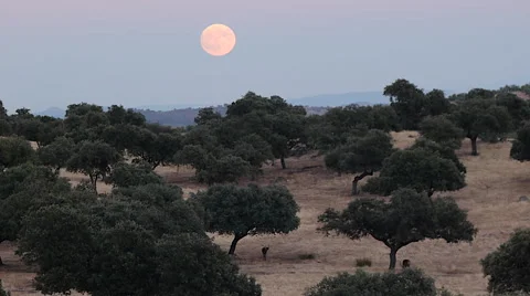 Dusk in the meadow Stock Footage 68745233