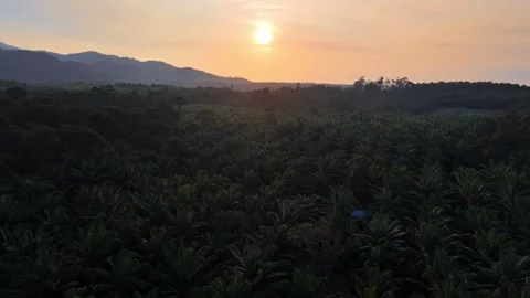 Dusk paints sky orange as camera flies above dense palm trees 库存影片 333032877